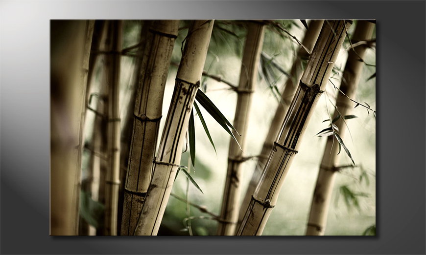 Bamboo Forest Obraz