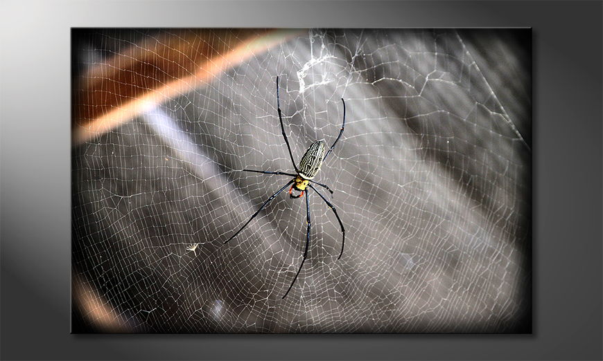 Beautiful Spider Obraz