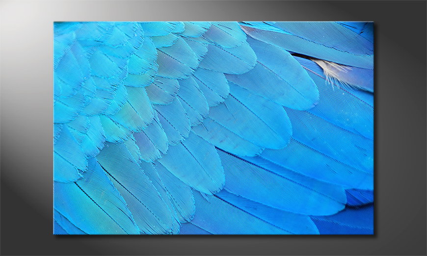 Bird-Feathers-Obraz