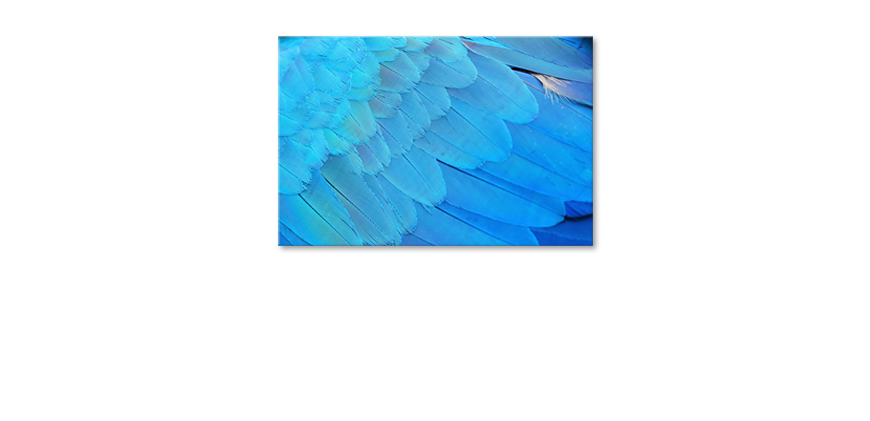 Bird-Feathers-Obraz