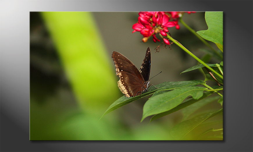 Brown-Butterfly-Obraz
