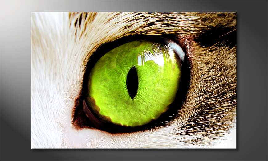 Cats-Eye-Obraz