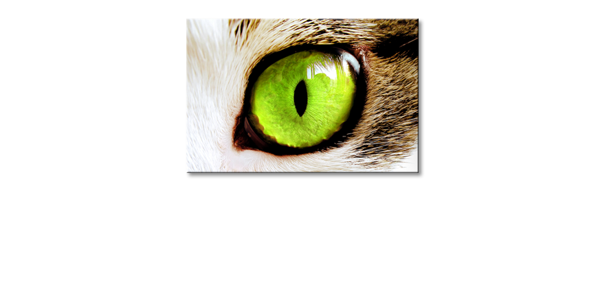 Cats-Eye-Obraz