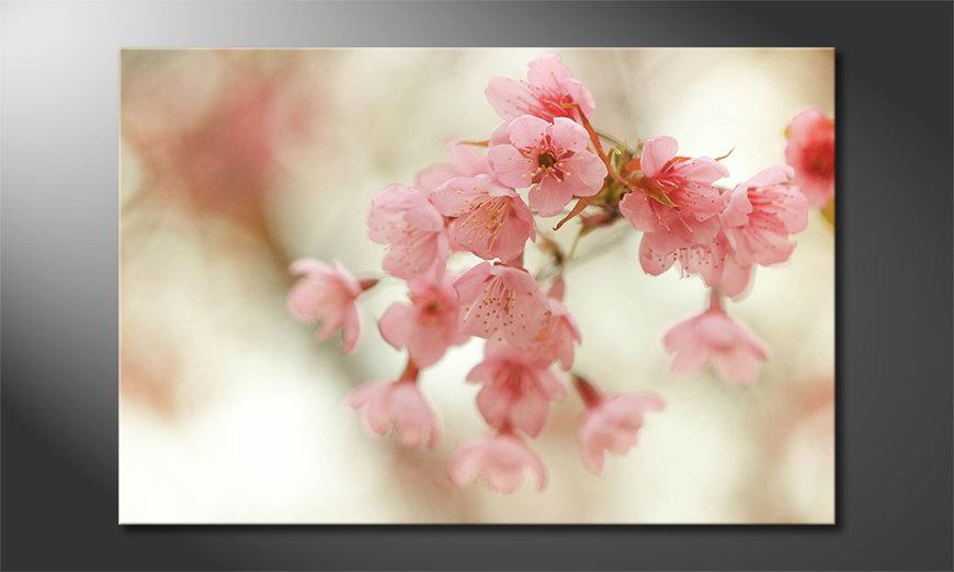 Cherry-Blossoms-Obraz