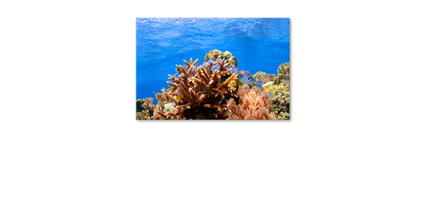 Corals-Reef-Obraz