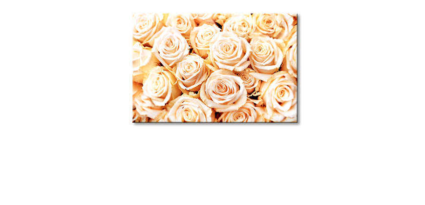 Creamy-Roses-Obraz