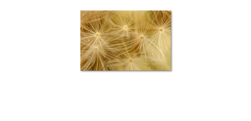 Dandelion-Closeup-Obraz