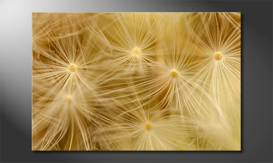 Dandelion Closeup Obraz