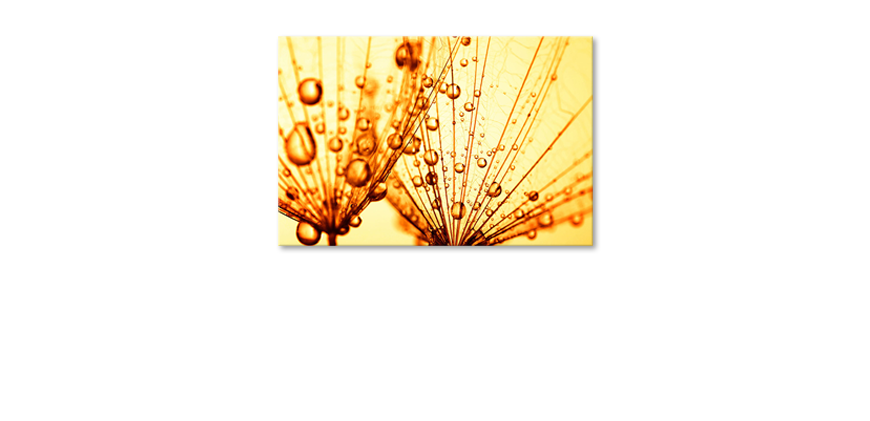 Dandelion-Closeup-Obraz