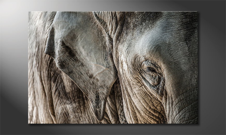 Eye-of-Elephant-Obraz