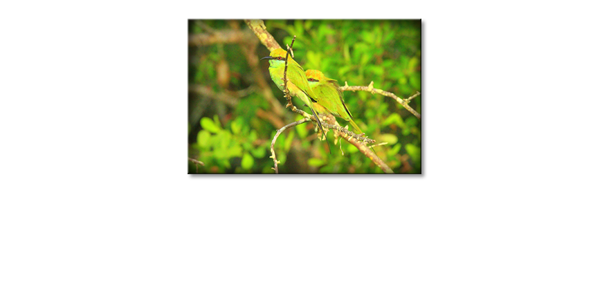 Green-Birds-Obraz