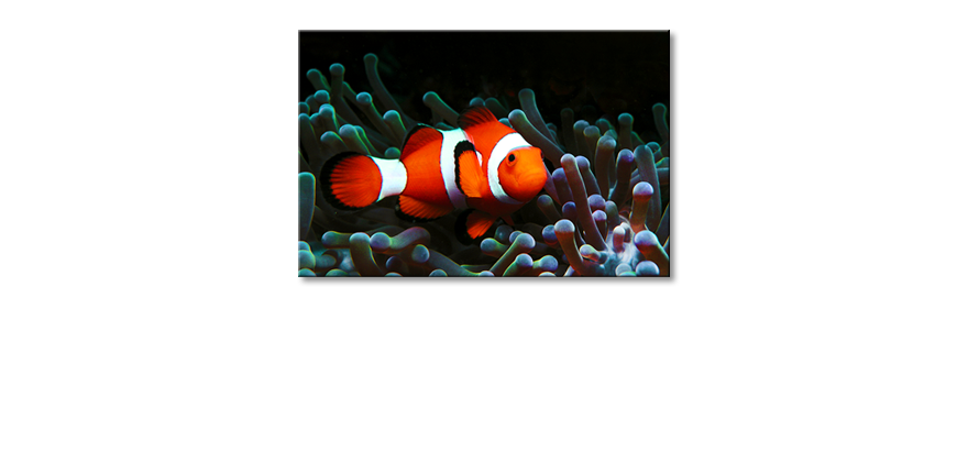 Nemo-Obraz