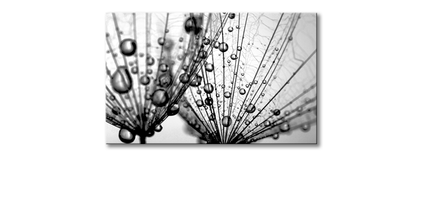 Obraz-Dandelion-Seeds-80x50-cm