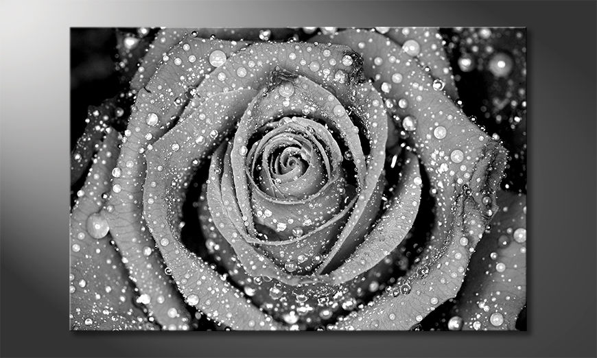 Obraz-Morning-Rose