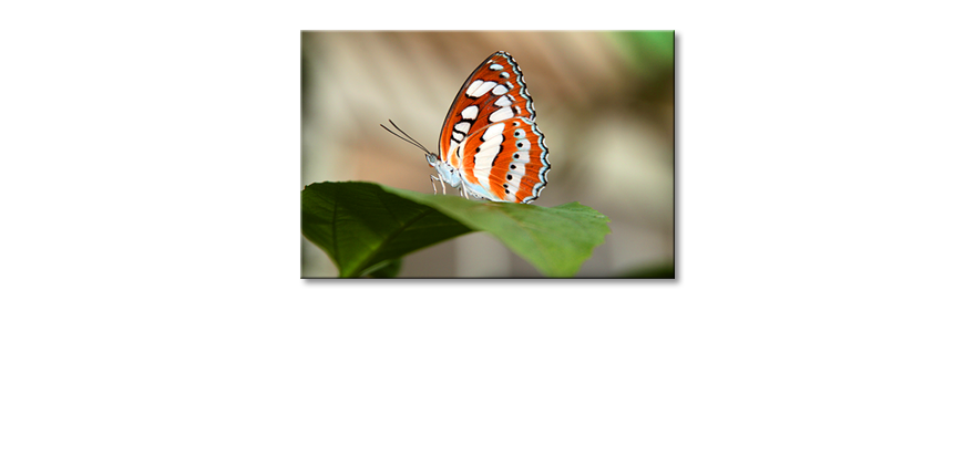 Orange-Butterfly-Obraz