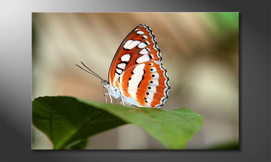 Orange Butterfly Obraz