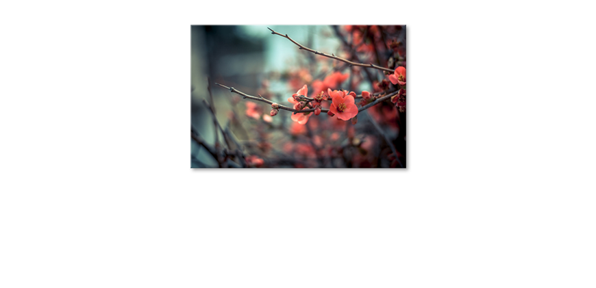 Red-Blossoms-Obraz