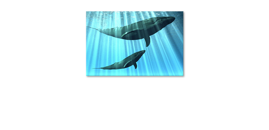 Whales-Obraz