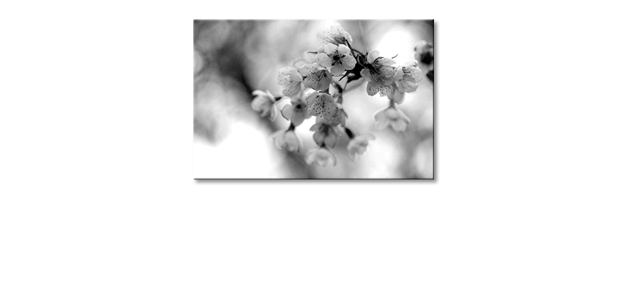Wydrukowany-obraz-Cherry-Blossoms